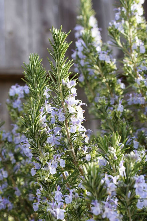 MADE WITH CASTOR OIL & ROSEMARY OIL